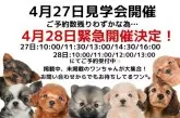 トイプードル(トイ)【茨城県・男の子・2024年1月24日・アプリコット】の写真5「4/27(土)見学会開催！」