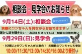 カニンヘンダックスフンド(ロング)【茨城県・男の子・2024年6月10日・ブラック&タン】の写真5「9/14(土)相談会・9/29(日)見学会開催！」