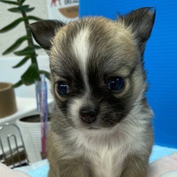 チワワ(ロング)【福岡県・男の子・2024年7月6日・フォーン&ホワイト】の写真「チャンピオン直子‼️」