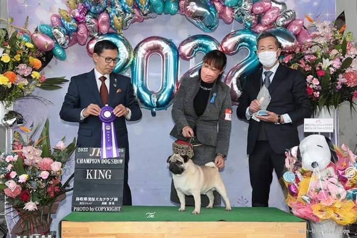 ロイヤルカナンパグ アワード受賞犬 日本一です｜佐藤　健太(さとう　けんた)ブリーダー(香川県・ウェルシュ・コーギー・ペンブロークなど・JKC登録)の紹介写真5