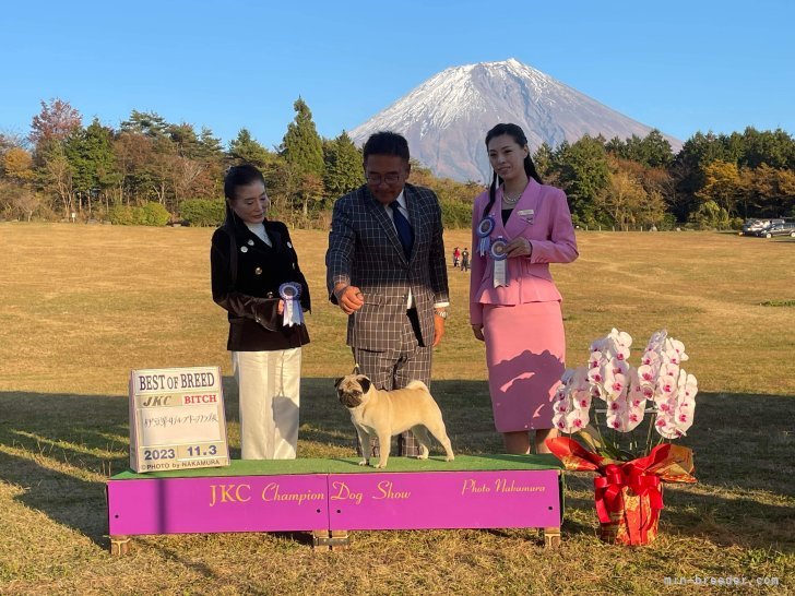 インターナショナルチャンピオン｜佐藤　健太(さとう　けんた)ブリーダー(香川県・ウェルシュ・コーギー・ペンブロークなど・JKC登録)の紹介写真6