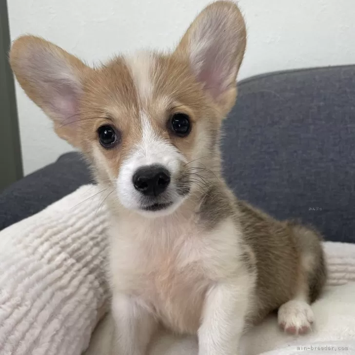 まりめ 様のお迎えした子犬