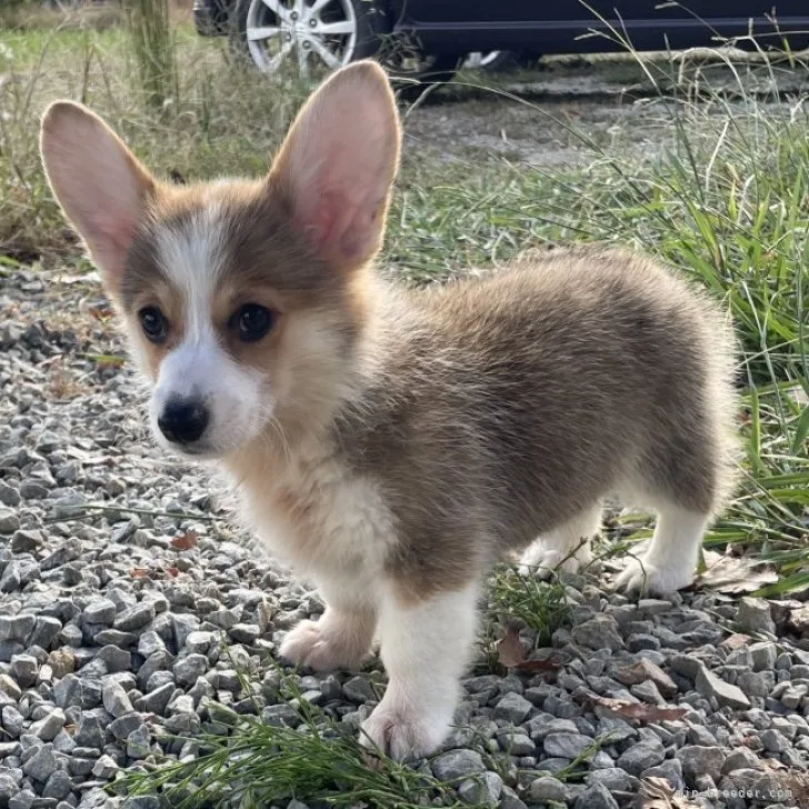 Y.K 様のお迎えした子犬