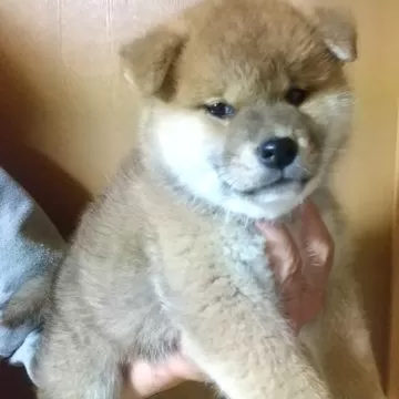 柴犬【大分県・男の子・2024年3月17日・赤】凛々しい男の子になりそうです🐕️｜みんなのブリーダー（子犬ID：2405-00807）