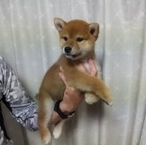 柴犬(標準サイズ)