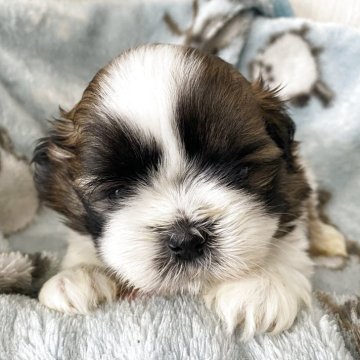 シーズー【岡山県・男の子・2025年3月4日・ホワイト&ブラウン】の写真「飼いやすさ抜群！愛嬌たっぷりのシーズーと暮らそう✨」