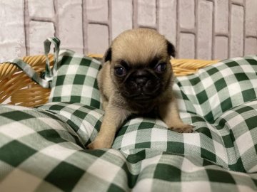 パグ【岡山県・女の子・2021年12月9日・フォーン】の写真「かわいいパグの赤ちゃんです」