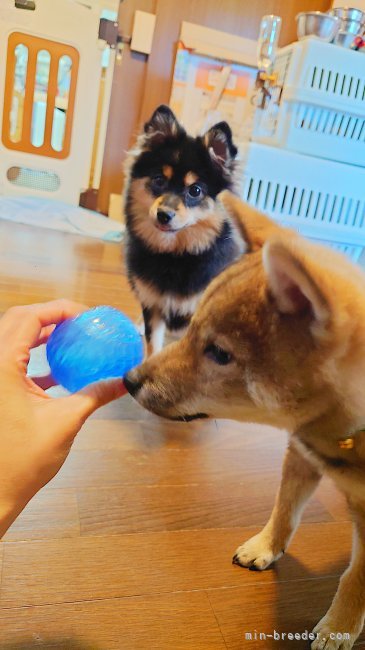 大友　怜奈(おおとも　れな)ブリーダー(栃木県・柴犬など・JKC/日本犬保存会登録)の紹介写真9