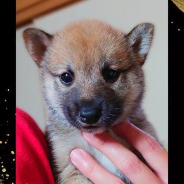 柴犬(標準サイズ)【栃木県・女の子・2024年10月2日・赤】の写真「総評🌟5.0」