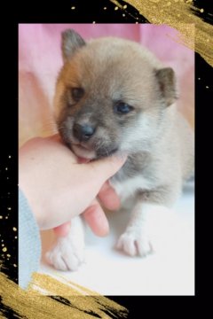 柴犬(標準サイズ)【栃木県・男の子・2021年2月13日・赤】の写真「血統優秀、健康優良児💓両腕に綺麗なハイソックス✨」