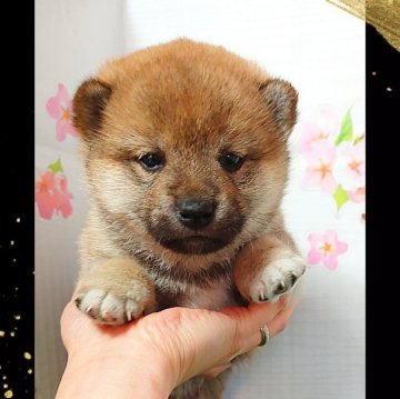 ポメ柴(ポメラニアン×柴犬)【栃木県・女の子・2024年2月11日・赤】の写真「お目目くりくりの可愛い子産まれました🌸」