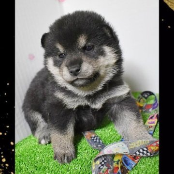 柴犬(標準サイズ)【栃木県・女の子・2023年10月8日・黒】の写真「柴犬が好きな方、初心者🔰の方は要必見‼️」