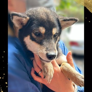 柴犬(標準サイズ)【栃木県・女の子・2024年4月27日・黒】の写真「総評🌟5.0」