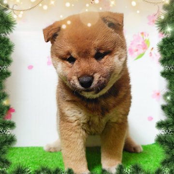 柴犬(標準サイズ)【栃木県・男の子・2023年11月9日・赤】の写真「柴犬好き・初めての方要必見！✔️２月２９日まで」