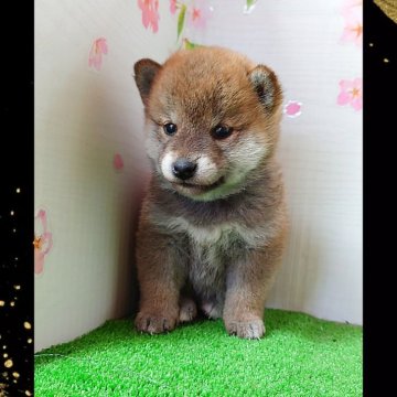 柴犬(標準サイズ)【栃木県・女の子・2024年2月5日・赤】の写真「柴犬好き・初めての方、要必見‼️」