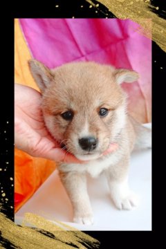 柴犬(標準サイズ)【栃木県・男の子・2021年2月19日・赤】の写真「血統優秀、健康優良児💓可愛いチャームポイント持ち」