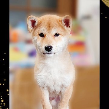 柴犬(標準サイズ)【栃木県・男の子・2023年9月30日・赤】の写真「❇️７年記念特別価格❇️２月２９日まで」