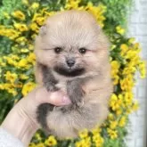 ポメラニアン