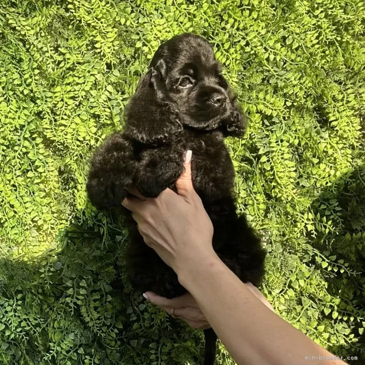 ハル 様のお迎えした子犬