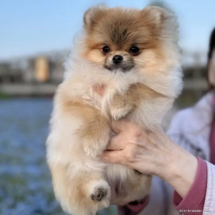 Y.Y 様のお迎えした子犬