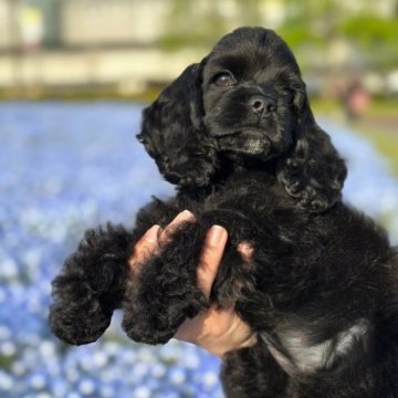 アメリカンコッカースパニエル【宮城県・女の子・2023年2月27日・ブラック】の写真「遊ぶことが大好きです☺︎」