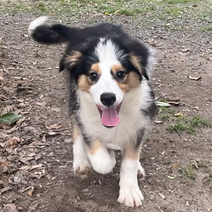 びりー 様のお迎えした子犬