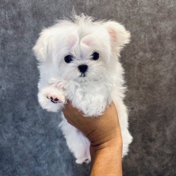 マルチーズ【埼玉県・男の子・2024年2月1日・ホワイト】の写真「小さなパーフェクトマルチーズの男の子☆」