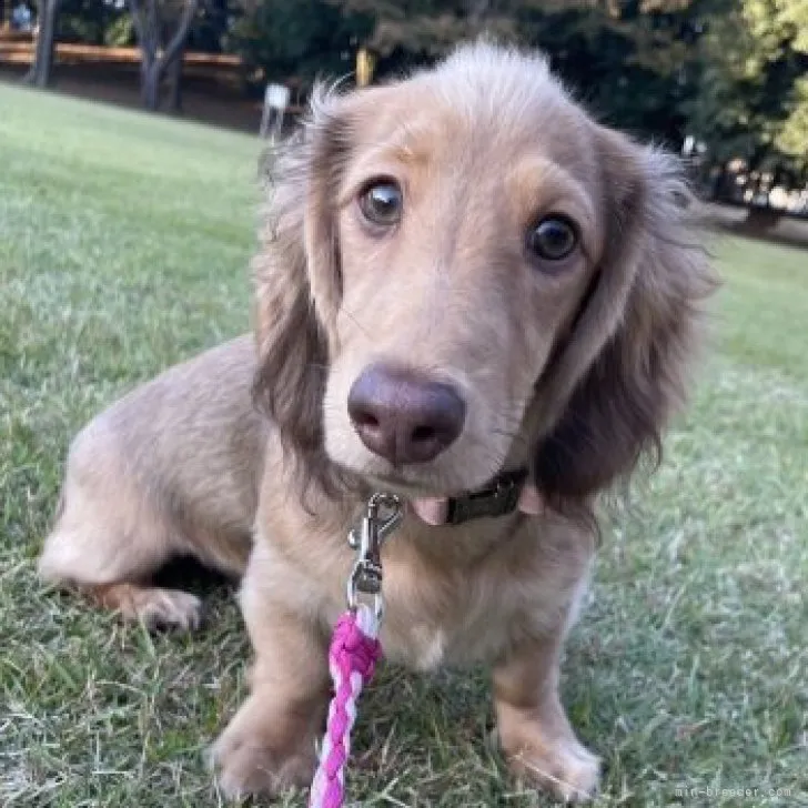 ひな 様のお迎えした子犬