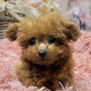 トイプードル(ティーカップ)【埼玉県・女の子・2025年1月2日・レッド】の写真「性格のいい子です♪」