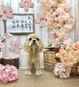 アメリカンコッカースパニエル【埼玉県・男の子・2020年12月15日・バフ】の写真4