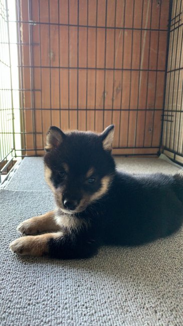 丸野　保(まるの　たもつ)ブリーダー(滋賀県・秋田犬など・秋田犬保存会/KC登録)の紹介写真2