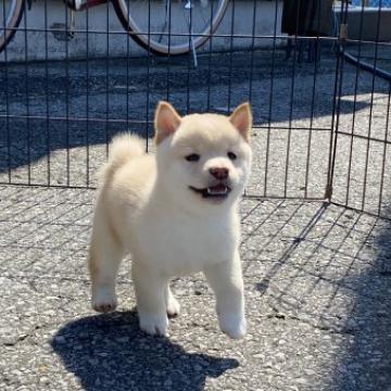 柴犬(豆柴)【滋賀県・男の子・2022年8月16日・白】の写真「両親共豆柴認定犬！本物の豆柴です！」