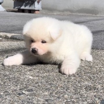 秋田犬【滋賀県・男の子・2023年9月22日・白】の写真「つぶらな目がかわいい🎵」