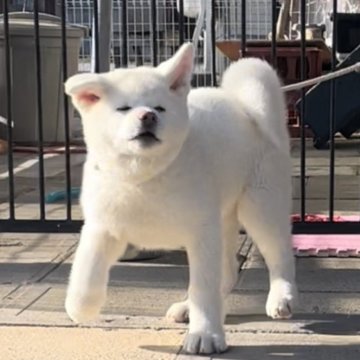 秋田犬【滋賀県・女の子・2023年9月22日・白】の写真「年末年始も見学して頂けます‼️」