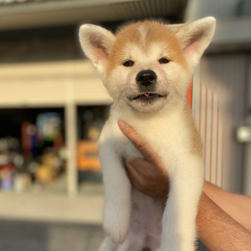 秋田犬【滋賀県・女の子・2022年5月26日・赤】の写真「両親共に全国展で一席を獲っています。」