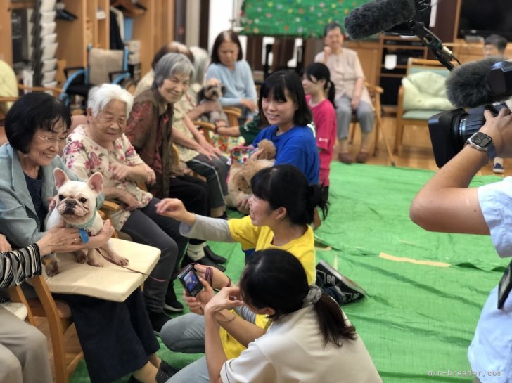 ドッグセラピー活動でも大活躍の親犬のセラピードッグたち｜野田　久仁子(のだ　くにこ)ブリーダー(福岡県・ブルドッグなど・JKC登録)の紹介写真10