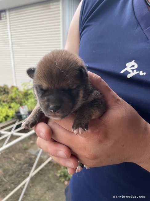 早川隆一ブリーダーのブログ：赤柴の子犬産まれてます