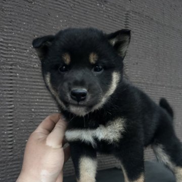 柴犬(標準サイズ)【山梨県・女の子・2025年3月2日・黒】の写真「小柄女の子です。」