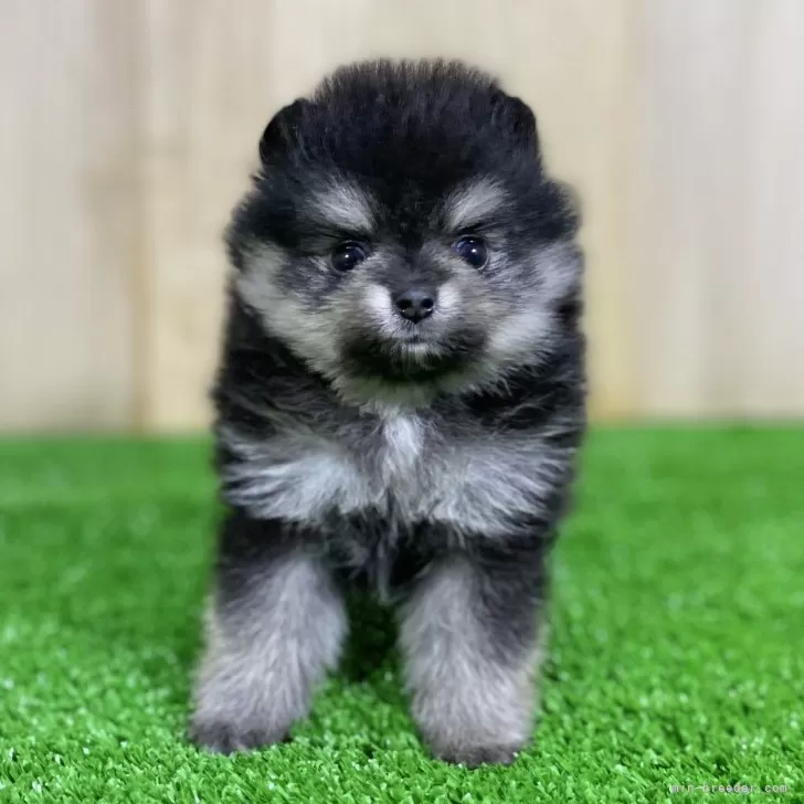 メロン 様のお迎えした子犬