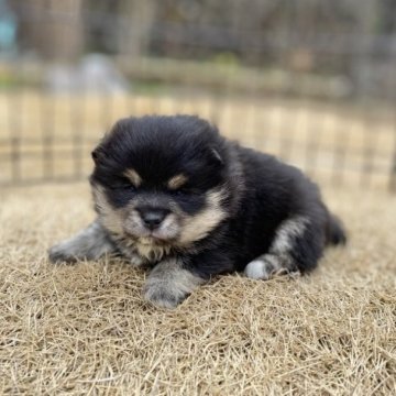 ミックス(ポメラニアン×豆柴)【長野県・女の子・2023年2月14日・黒】の写真「もふもふ可愛い女の子！」