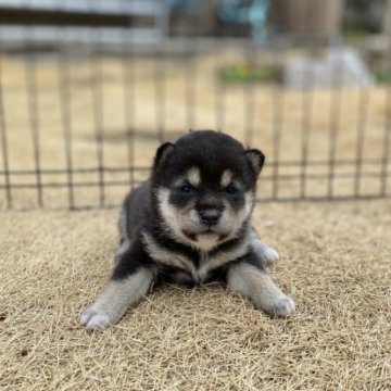 柴犬(豆柴)【長野県・女の子・2023年2月14日・黒】の写真「とっても元気で可愛い女の子です！」