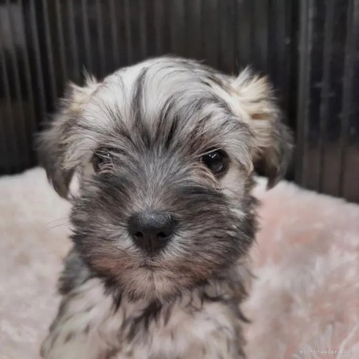 リュウナリ 様のお迎えした子犬