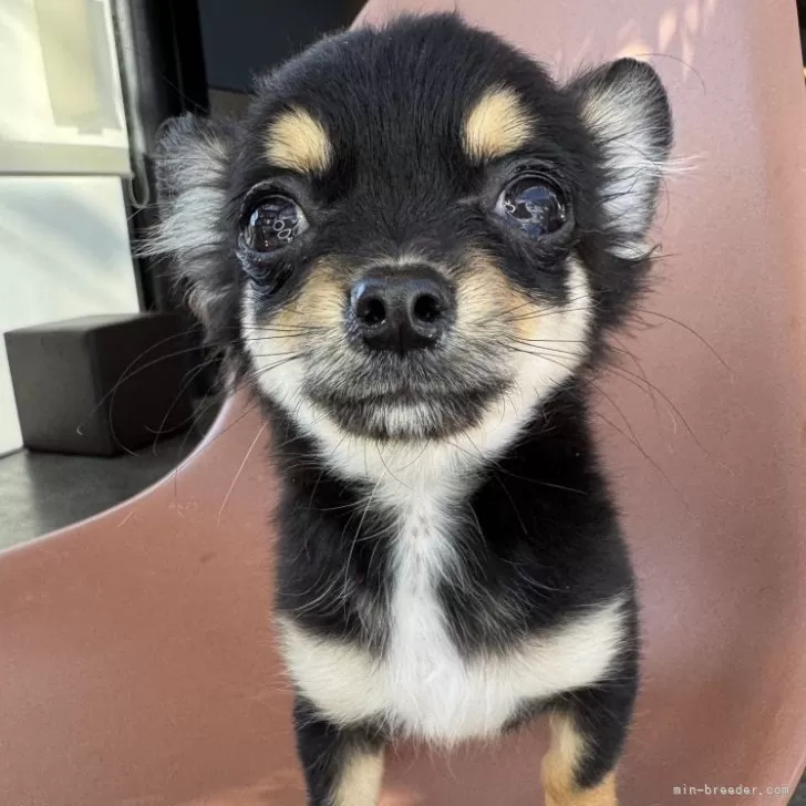 タキシードサム 様のお迎えした子犬