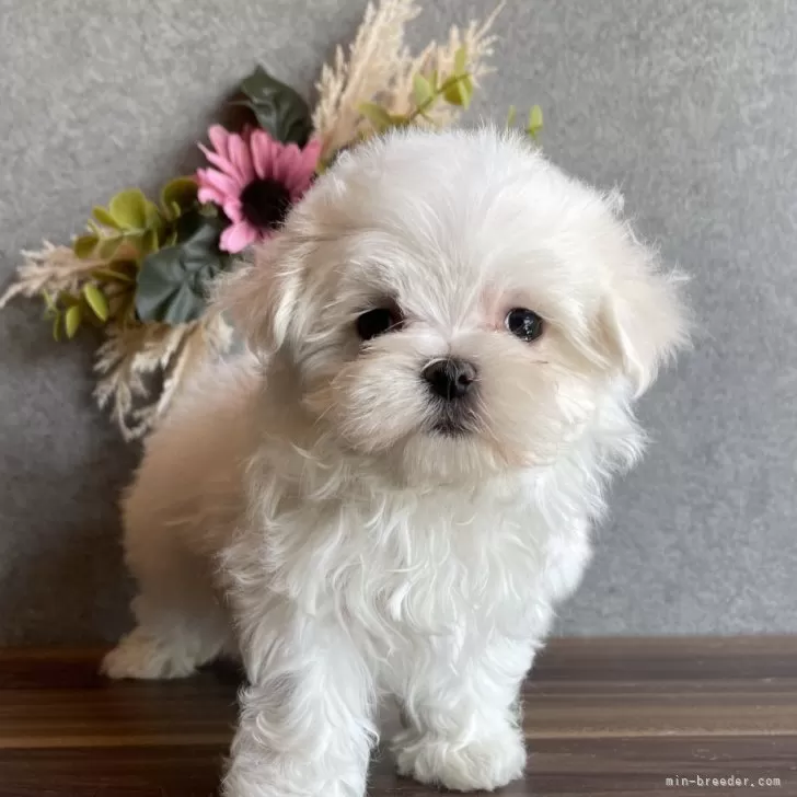 いーちゃん 様のお迎えした子犬