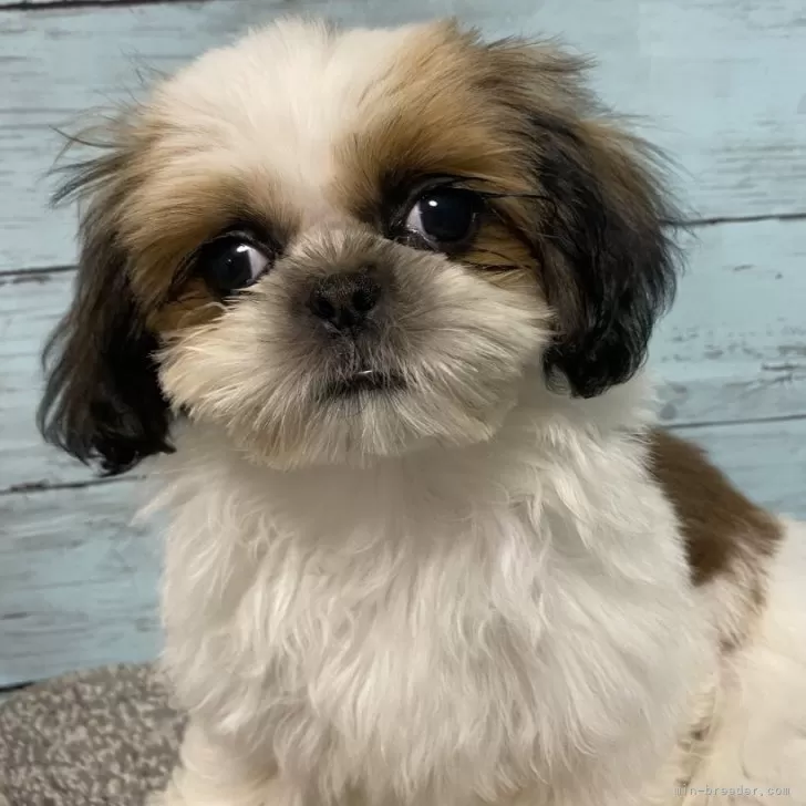 SUNちゃんのママさん 様のお迎えした子犬