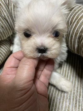 マルチーズ【兵庫県・男の子・2020年7月11日・ホワイト】の写真「やんちゃなボクちゃん❣️」