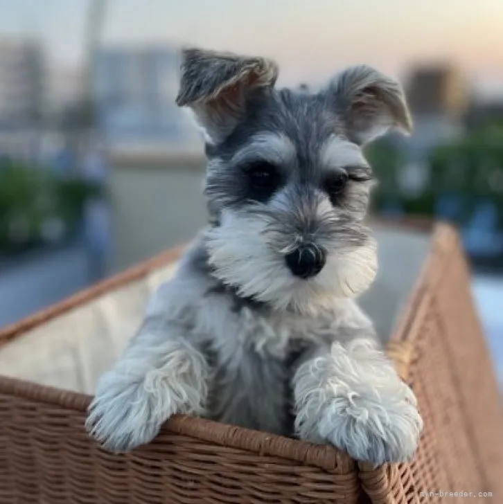 ルーキー 様のお迎えした子犬