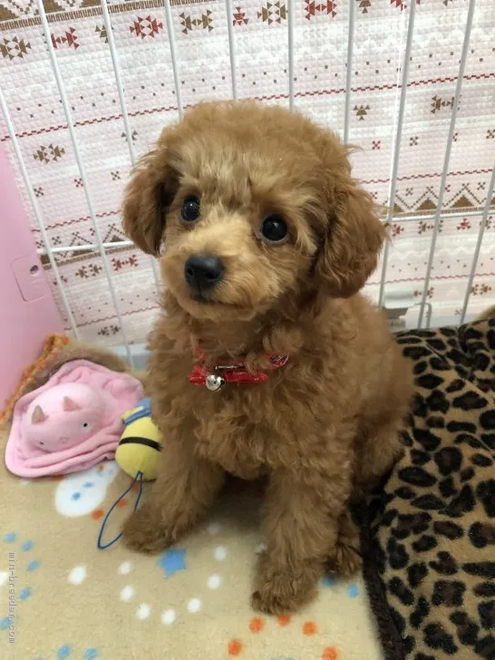 さおり 様のお迎えした子犬