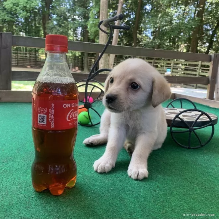 ラブラドール 様のお迎えした子犬