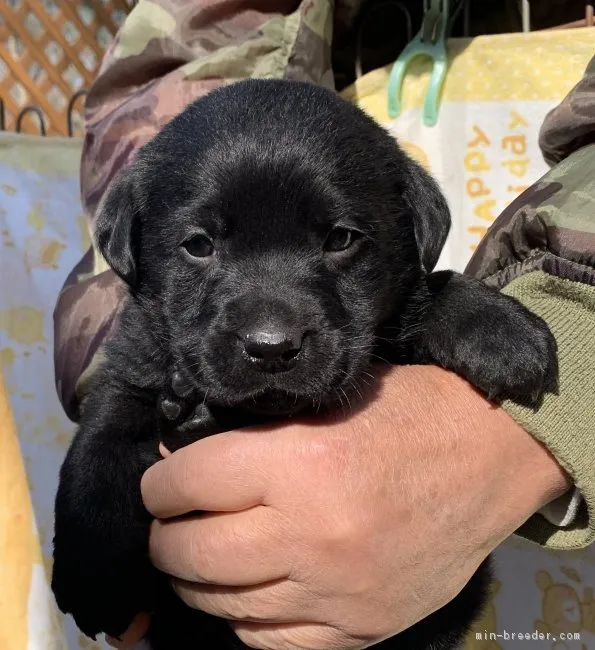 terubouzu 様のお迎えした子犬